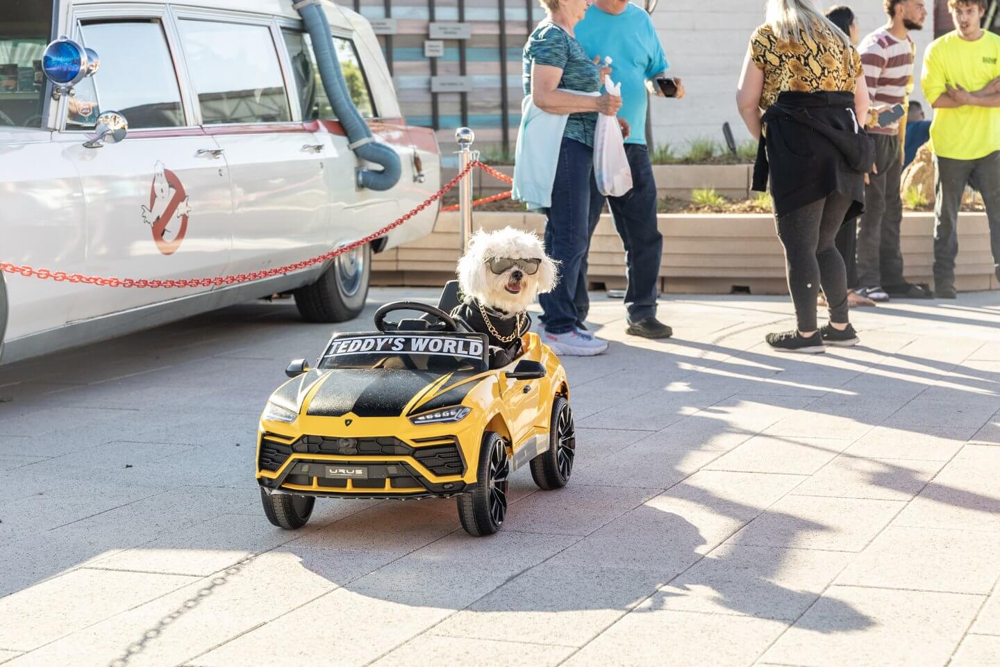 Automotion 2025 Mt. Olympus Water & Theme Park